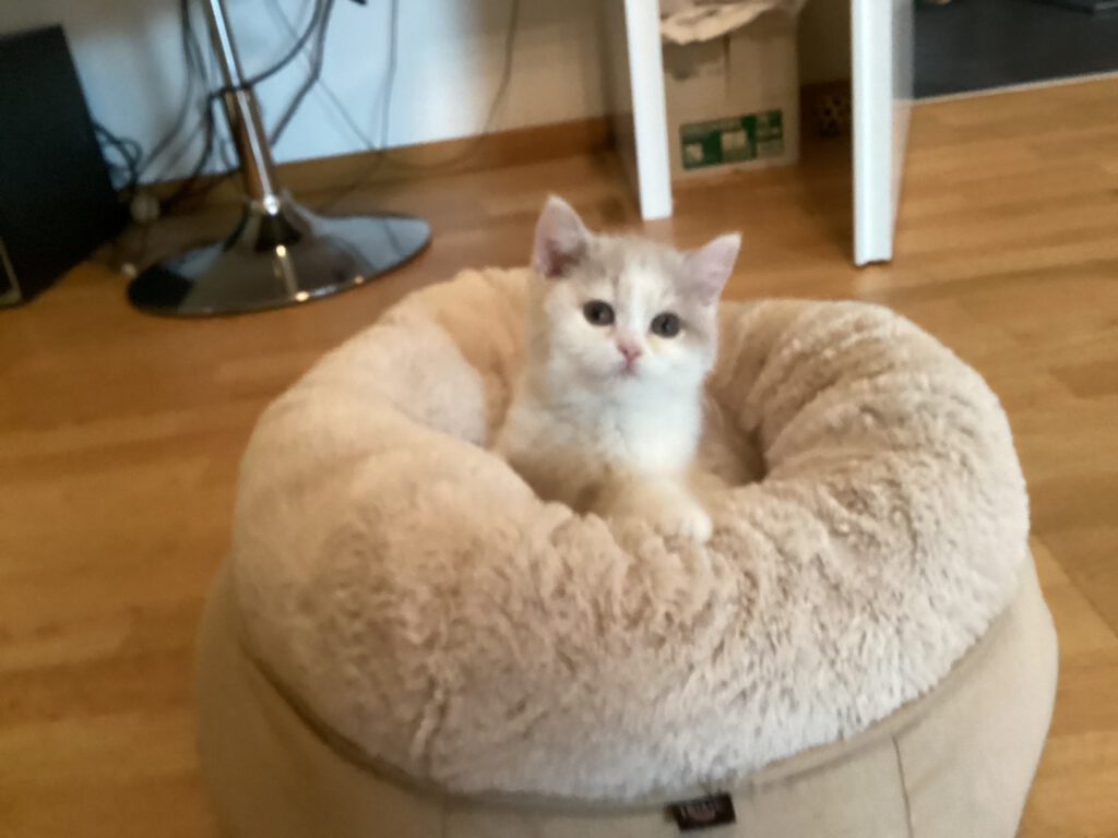 Katzenbild Katze in Körbchen