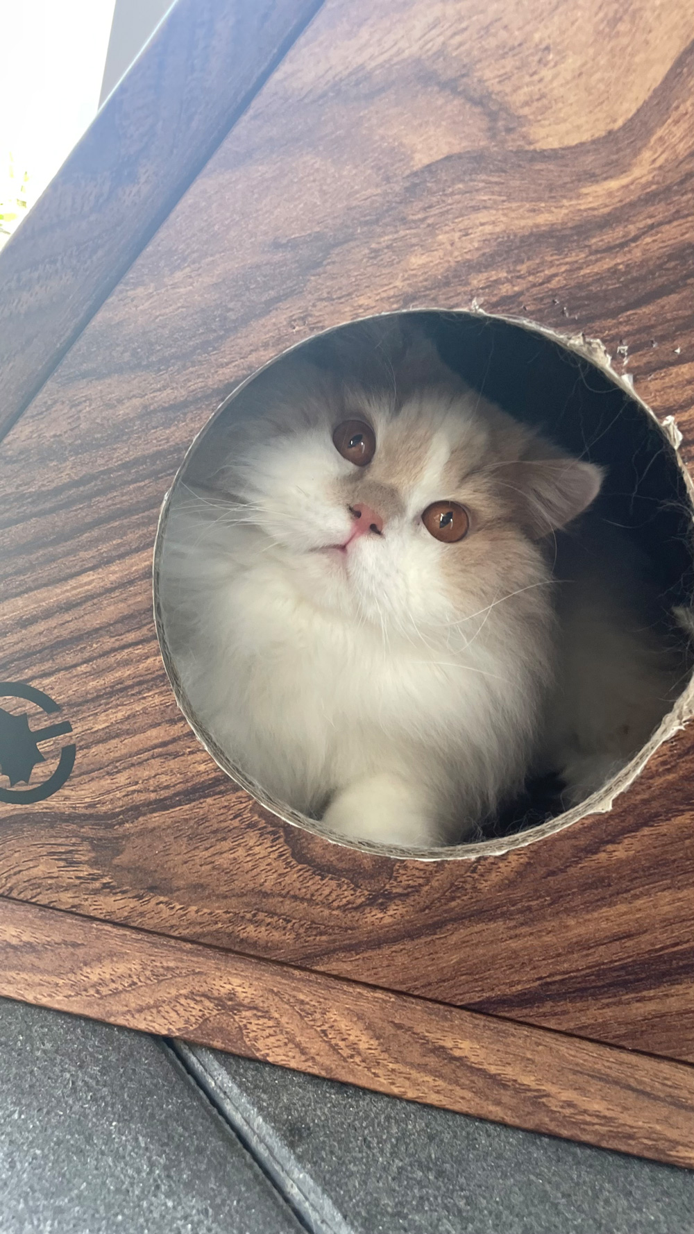Katze in Unterschlupf